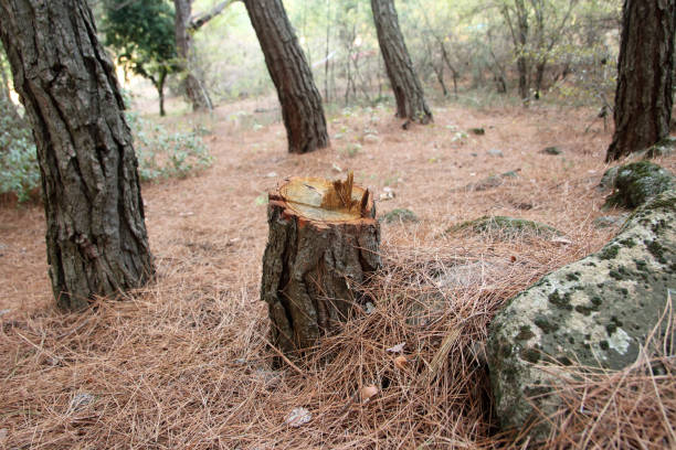 How Our Tree Care Process Works  in  Blasdell, NY