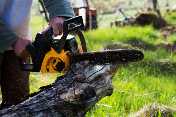 Best Lawn Pest Prevention  in Blasdell, NY